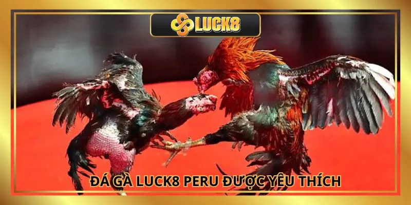 Hình thức đá gà Luck8 Peru được săn đón nhờ tốc độ nhanh