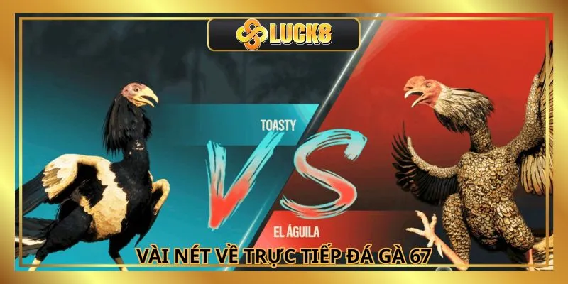 Trực tiếp đá gà 67 với hình ảnh thiết kế chất lượng cao